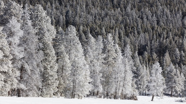 Trees get a white winter glaze in Yellowstone National Park in the northwest corner of Wyoming.