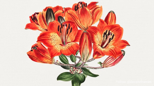 Se muestra la revista botánica o el jardín de flores: lirio naranja (1807) 