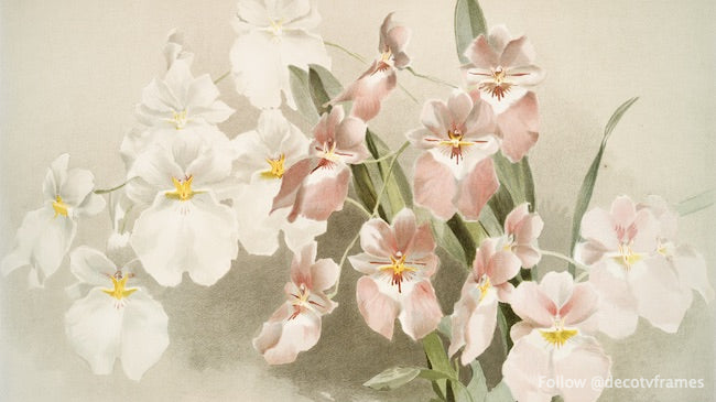 Odontoglossum vexillarium des orchidées Reichenbachia (1888-1894) 