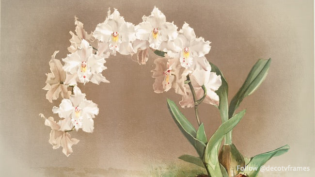Odontoglossum crispum de las orquídeas Reichenbachia (1888-1894) 