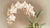 Odontoglossum crispum from Reichenbachia Orchids (1888-1894)