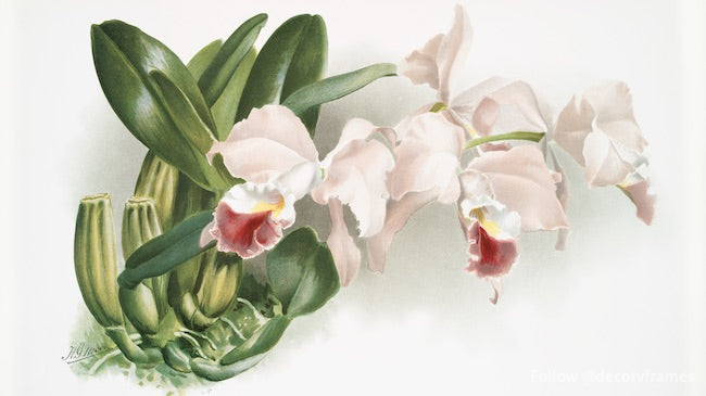 Cattleya labiata gaskelliana de las orquídeas Reichenbachia (1888-1894) 