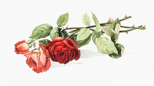 rosas 