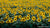 Sunflowers in a Wisconsin field