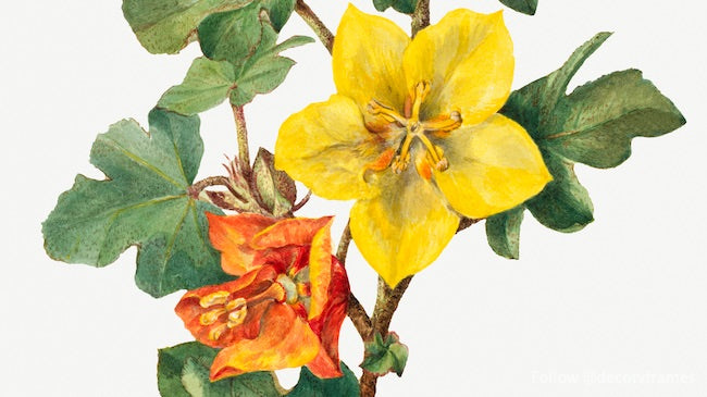 Fremontia mexicana (Fremontodendron mexicanum) (1926) 