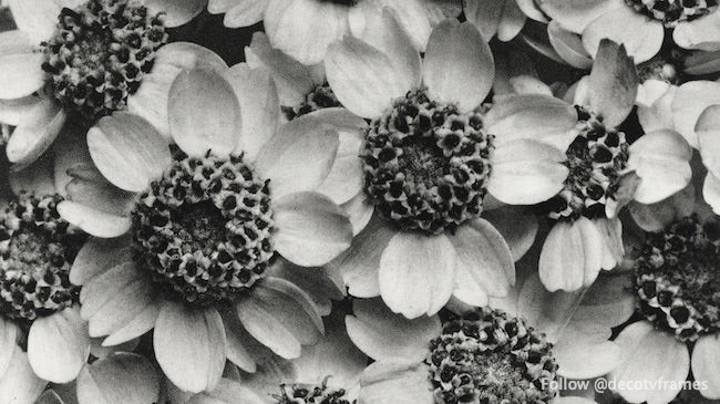 Achillea Clypeolata (Yarrow) ampliada 15 veces de Urformen der Kunst (1928) 