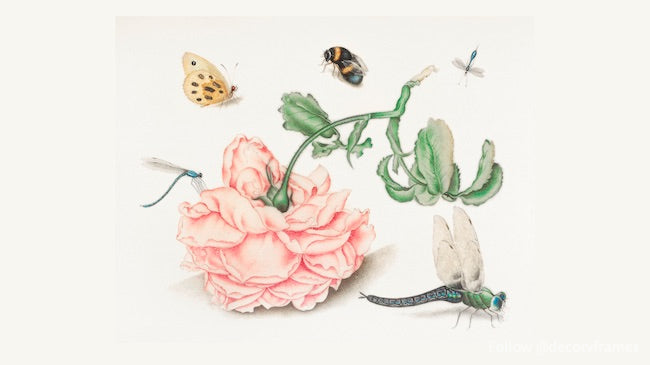 A Rose and Five Insects (1618)