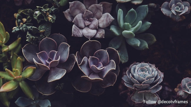 Suculentas en Allan Gardens, Toronto, Canadá 