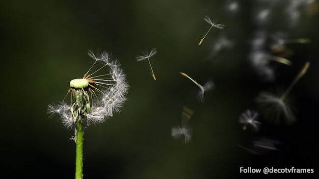 Flor de diente de león blanco 