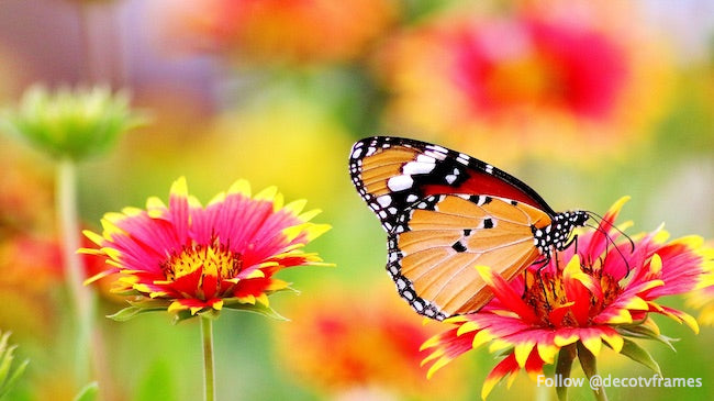 Mariposa posada en flor 