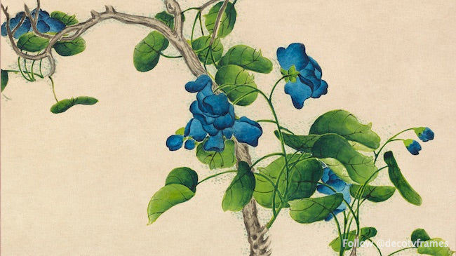 Fleurs bleues grimpantes (XVIIIe siècle) 