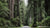 Parque Nacional y Estatal Redwood en la US 101 en el norte de California 