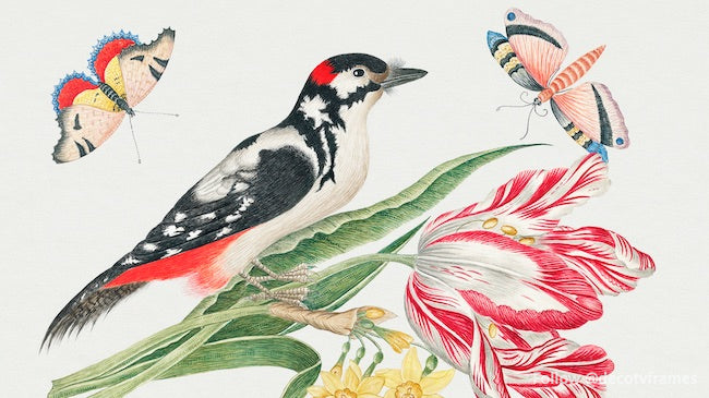 La ilustración del siglo XVIII de un pájaro moteado en blanco y negro sobre un tallo de tulipán con narcisos y mariposas 