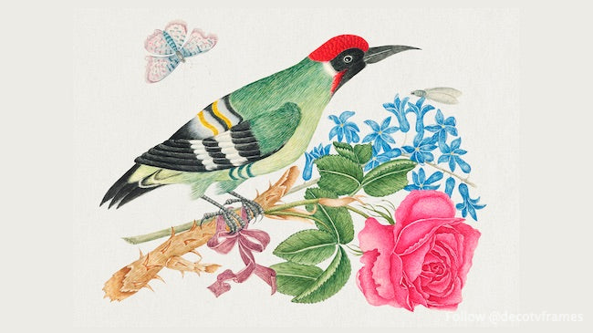 La ilustración del siglo XVIII de un pájaro carpintero verde europeo en una rama con rosa y no me olvides 