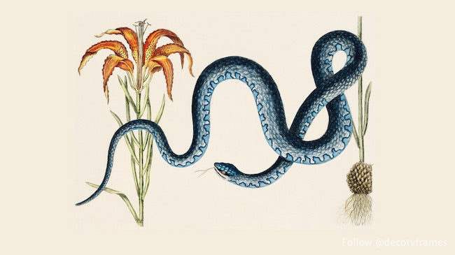 Serpiente Wampum (Anguis) de La historia natural de Carolina, Florida y las islas Bahamas (1754) 