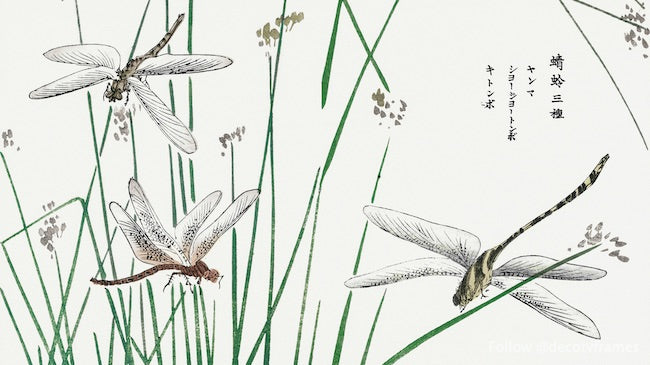 Dragonflies illustration from Churui Gafu (1910)