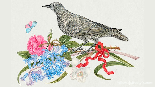 La ilustración del siglo XVIII de un pájaro negro con flores, mariposas y una cinta roja. 