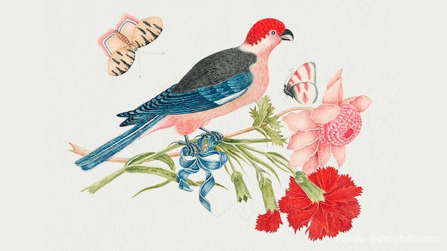 La ilustración del siglo XVIII de un pájaro rosa, rojo, azul y negro en una rama con flores y mariposas. 