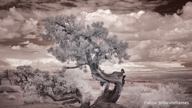 Vista infrarroja de un árbol retorcido en el desierto cerca del Mar Salton 