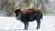 Bison d'Amérique, ou buffles, dans le parc national de Yellowstone, dans le nord-ouest du Wyoming 