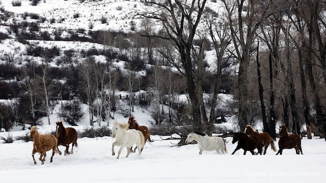 A mixed herd of wild and domesticated horses in snow